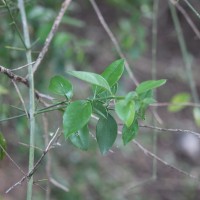 Azima tetracantha Lam.